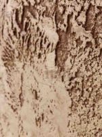 italica-duna-nuova-veneziabezh